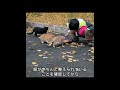七歳の男の子が七百日余りの日々をかけて街で野良猫たちのために温かい避難所を築いた#科学解説#動物 #猫