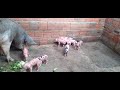 Porca Duroc primeira cria!