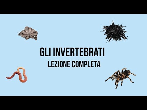 Video: Trematodi Epatici: Ciclo Di Vita Dello Sviluppo