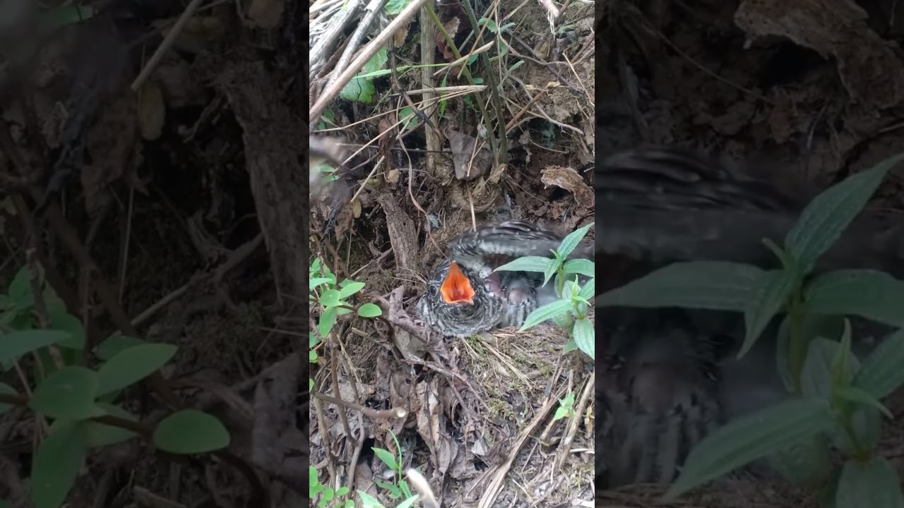 The Deception of Nature: Cuckoo Chick Gets Fed