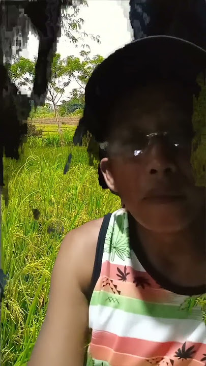 ilang sandali nalang maharvest naa palay #80smusic #music #funny #foryou #jukebox #shortvideo