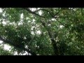 Angela 鸚鵡家族- 松鼠學鳥的叫聲!!!