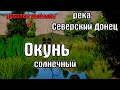 Русская рыбалка 4(рр4/rf4) - река Северский донец. Окунь солнечный.