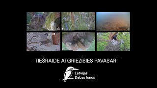 Erta tugilganlarning xavfli jinsiy aloqasi