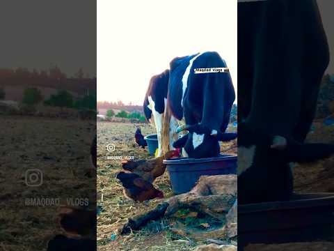 اجواء البادية المغربية السهول سلا