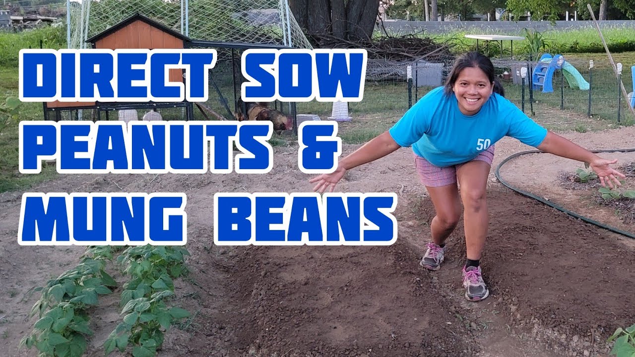 Beginners Guide to Direct Sowing Peanuts and Mung Beans