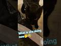 #housepanther #catshorts #catdog #crazycat #mischievouscats #catlife #hungry #catofyoutube #cat