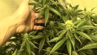 KB Grow Update 4/13/14