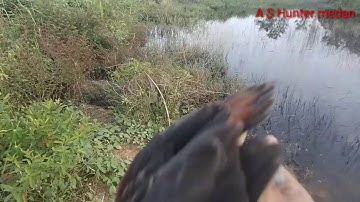 MenJerat burung  BELIBIS cara tradisional