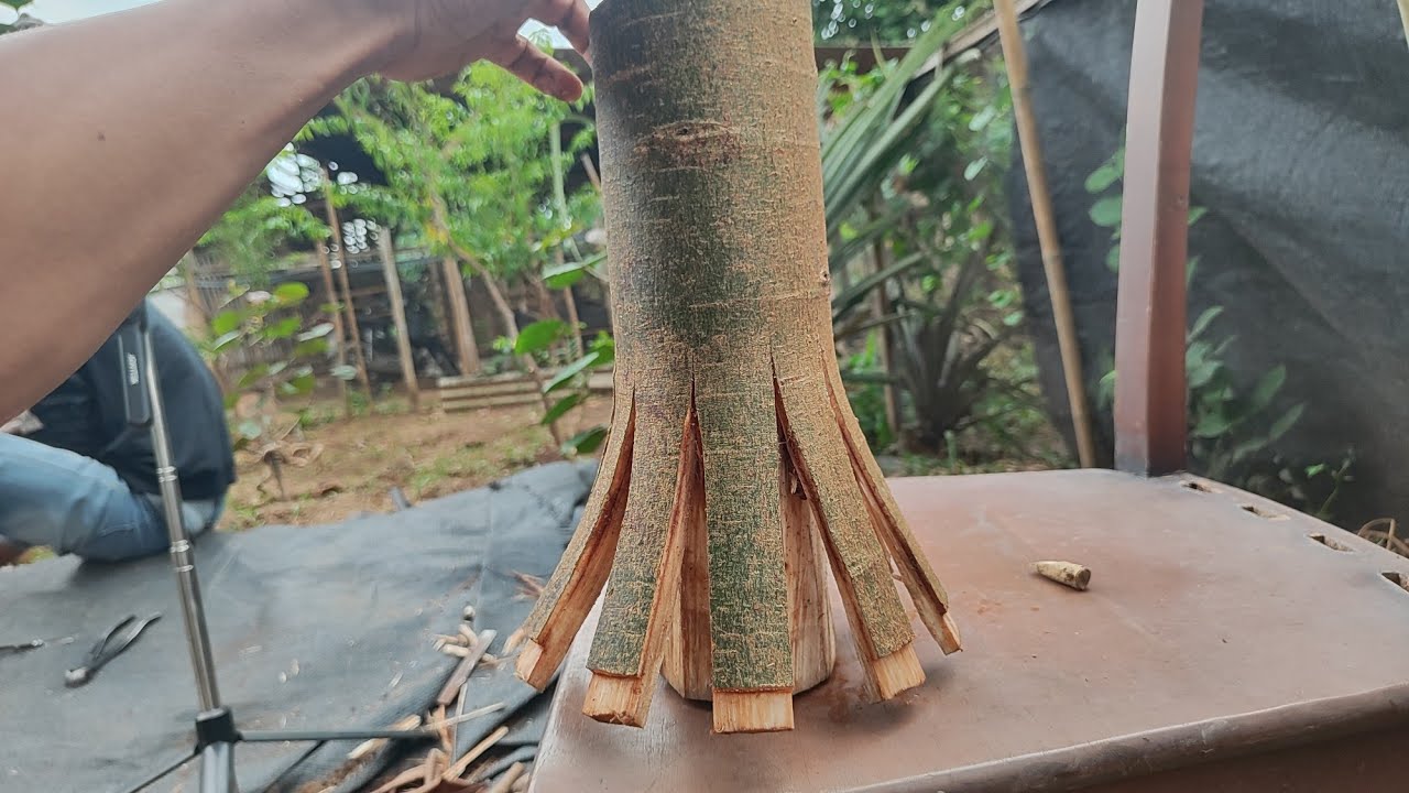 MEMBUAT BONSAI LOA, STEK PECAH BATANG @Gardeneringchanel12- #bonsai #bonsaitree #bonsaiindonesia