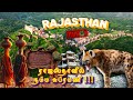 Rajasthan jawai wildlife ranakpur jain temple  kumbhalgarh fort  part 1