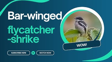 🔍 Bar-winged Flycatcher-shrike – The Tiny Predator of the Forest! 🐦🌿