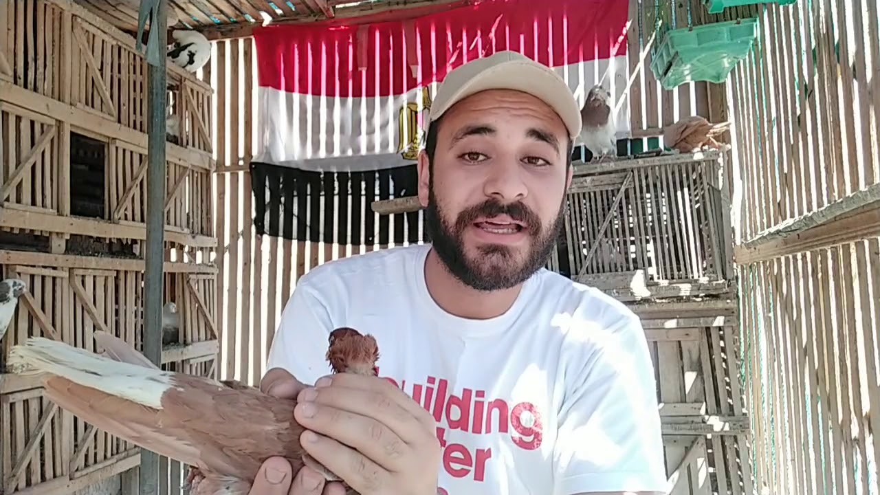 علاج حقن السالمونيلا المفصلية وتورم المفاصل و مفجأه جميلة جدا # حودة حسن