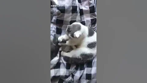 Watch the video about Cat Series