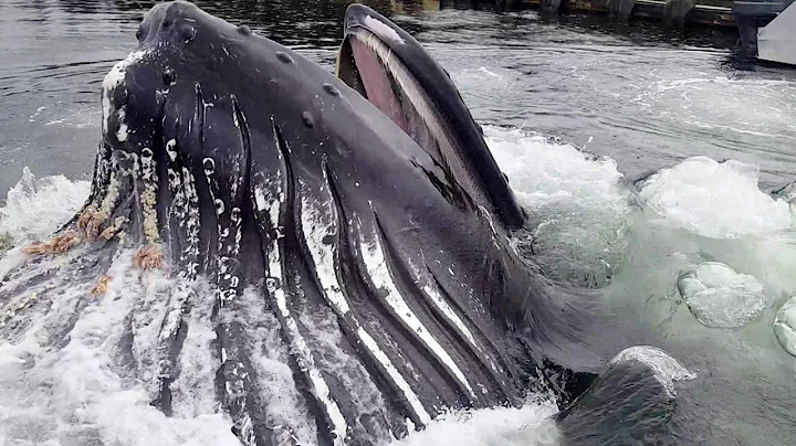 Humpback Whale Breaches Surface By Docks