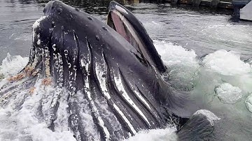 Humpback Whale Breaches Surface By Docks