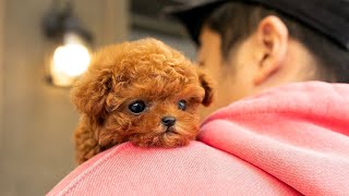 Tips for new puppy owners in 2024