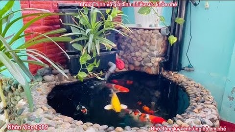 Hồ Cá Koi 500l Rất Đẹp - Chi Phí 3 Triệu Nuôi Cá F1 Đẹp Nước Siêu Trong.Hồ Của Em Thịnh ở Ninh Thuận