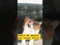 nadie me adoptaba por estar feita #michis #gato #gatos #cat #humor