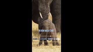 हाथी का बच्चा कब चलने लगता है / When elephant baby can stand. | #shorts #elephant #short #facts