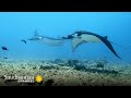 Manta Rays and Sardine Migration