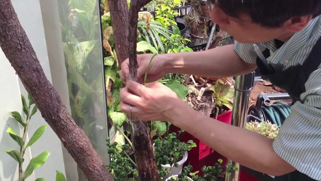 ゴムの木の再生 Youtube