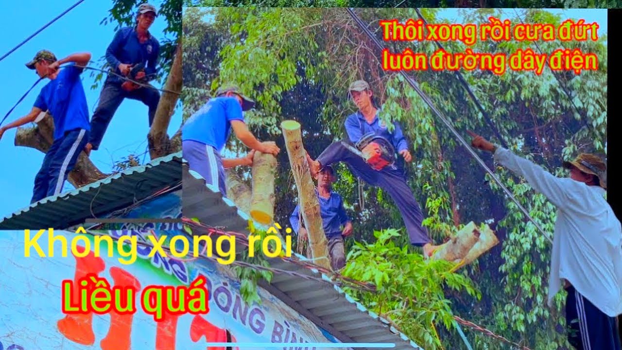 Quá Liều A Trường A Hiền leo Cưa 2 Cây xanh ngoài đường lộ có nhiều dây điện xe chạy qua lại