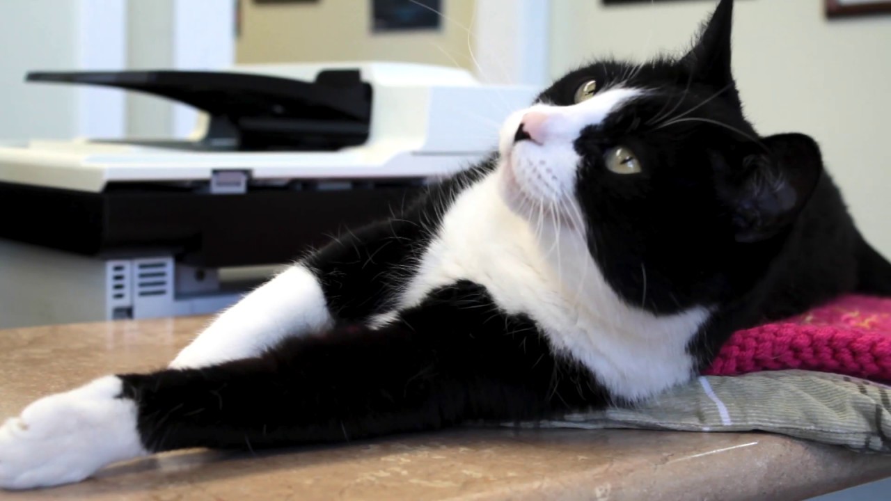 to Montrose Pet Clinic YouTube