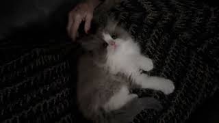 Christmas baby boys good lap buddies! by Velvet RagaMuffin Kittens 112 views 4 months ago 2 minutes, 54 seconds