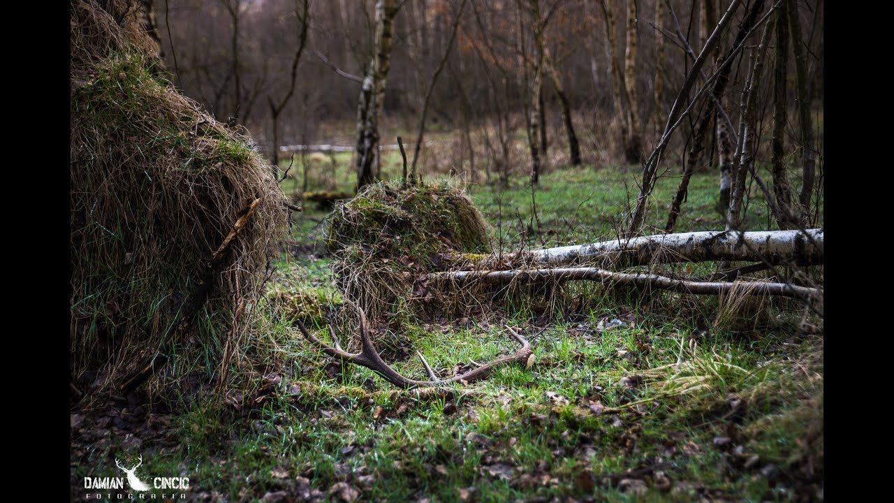 Zrzuty jeleni 2022 Kolejne zdobycze.