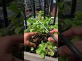 How to Prune and Harvest Mint