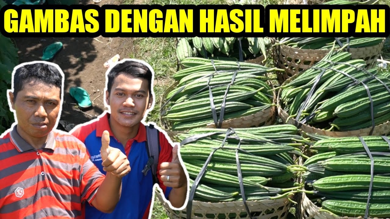 Cara Menanam Gambas Dengan Hasil Yang Melimpah 