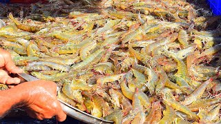 Prawn Catching | Indian Prawn Harvest Cultivation Fish Farming Business