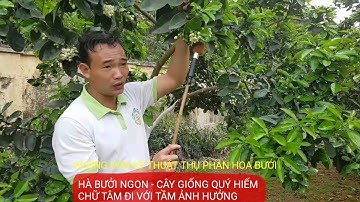 KỸ THUẬT GHÉP CẢI TẠO BƯỞI : 0968 12 9996