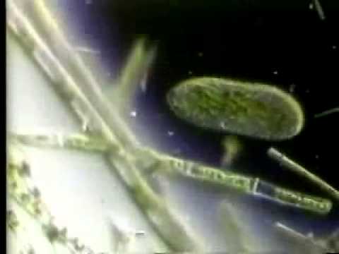 Видео: Разлика между Monera и Protista