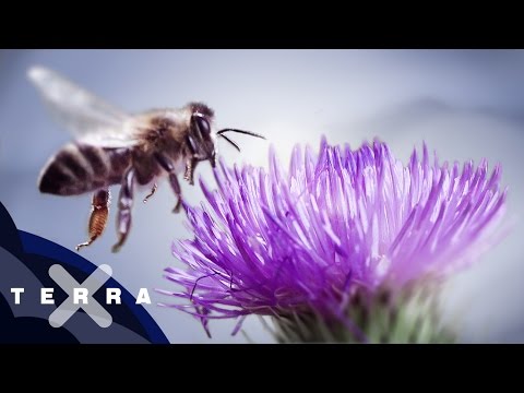 Video: Wie Bienen Sehen
