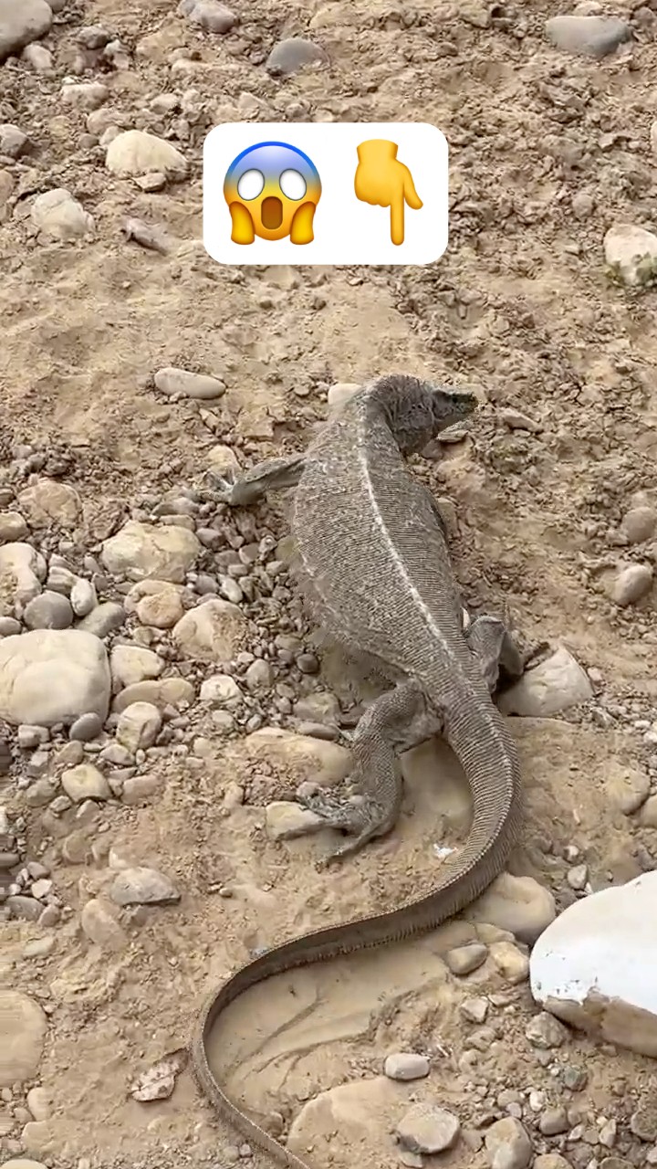 RARE 😱 Monitor Lizard Spotted 🦎Jungle Safari Me Dekha!#WildlifeSafari #Shorts #woxygen