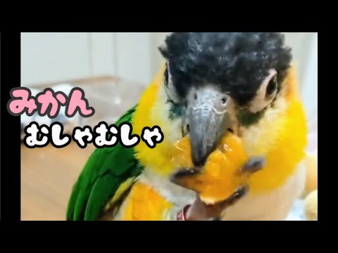 【みかんうっま~】果物が大好物なシロハラインコ