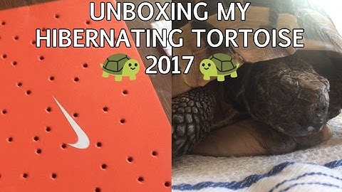 Unboxing My Hibernating Tortoise 2017
