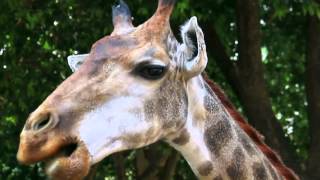 Beat Boxing Zoo Animals Casting