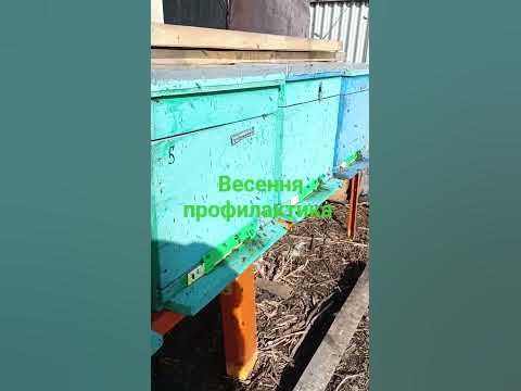 Облёт пчелы весной - YouTube