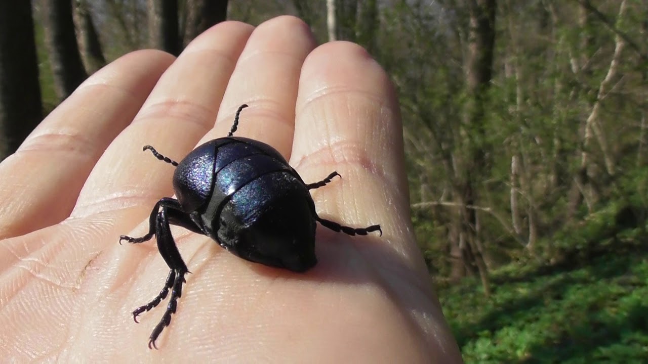 The beetle sits on my palm and eats leaves, Meloe brevicollis,  European oil beetle