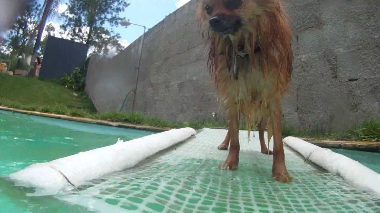 pet pool ramps for dogs