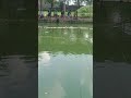 induk udah narik 2 ekor