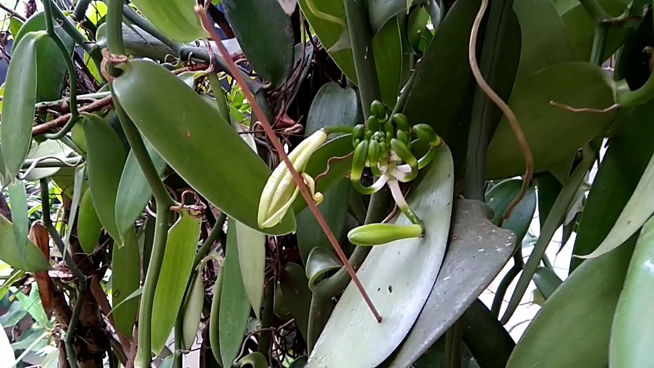 CARA PEMULA SUKSES MENANAM VANILI 