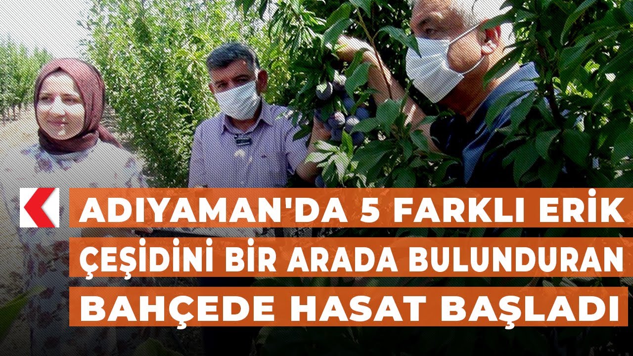 Adıyaman'da 5 farklı erik çeşidini bir arada bulunduran bahçede hasat başladı