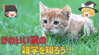 【雑学】猫のあれこれ知ってる【ゆっくり解説】