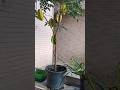 #Cultivo de #carambola #shorts