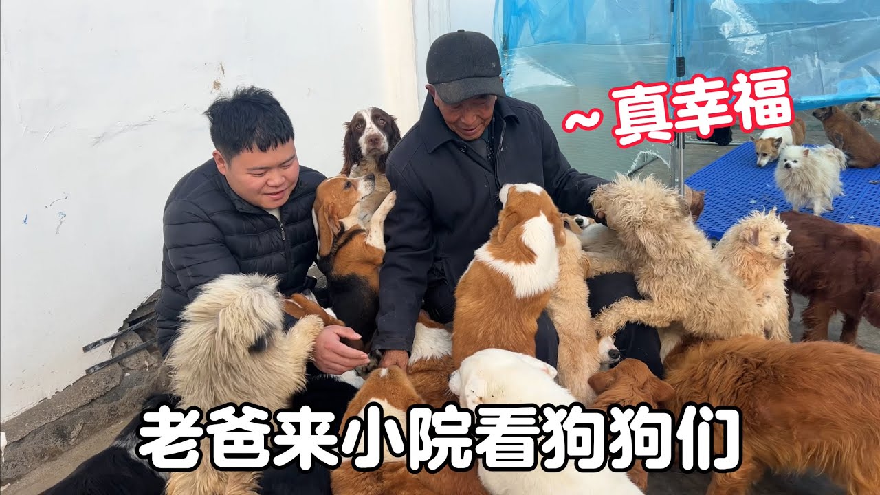 幸福的流浪狗小院，毛孩子們見到老爸一個個爭風吃醋，太讓人感動