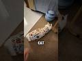 Cat Wrapped Like a Baby… Then Rolled Away #cat #shorts